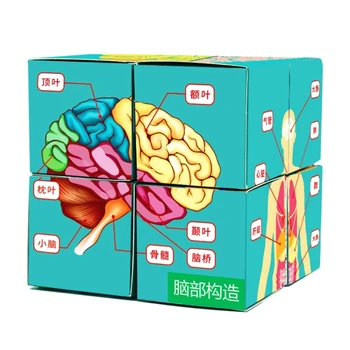 Inimkeha Elundite Cube Inimese Anatoomia Uuring, Kuup Teaduse Klassiruumis Tutvustamise Vahend Lapsed Puzzle Inimese Anatoomia Ekraan Dropship